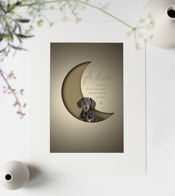 stylish, modern 3D-effect pet picture of a dachshund posed inside a crescent moon shape with a paper cutout look giving an unusual 3d effect.