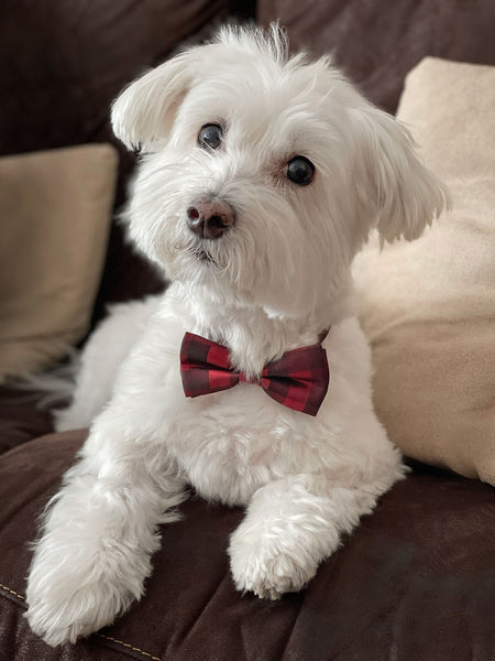7 steps to choosing the perfect pic for your pet portrait