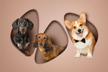 Load image into Gallery viewer, Chic Shapes - 3  Pets, Digital Only