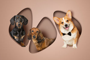 Chic Shapes - 3  Pets, Digital Only