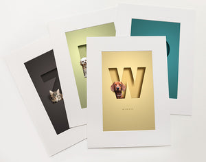 modern pet pictures with dog portrait sitting in a 3D-effect cutout letter