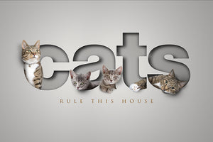 unique cat picture with 4 cats appearing to sit inside cutout letters of the word CATS creating a stunning 3D look