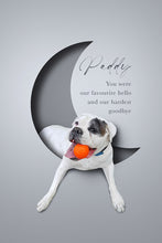 Load image into Gallery viewer, One pet digital only