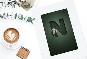 modern pet picture of a weimeraner peeking out of a cutout effect letter  