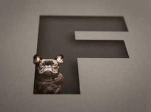 black french bulldog looking out of the letter F which has a 3D cutout effect